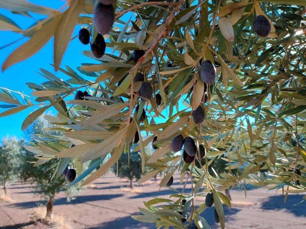 Finca/Landehus til salg i Cretas - € 55.000 (Ref: 9150230)