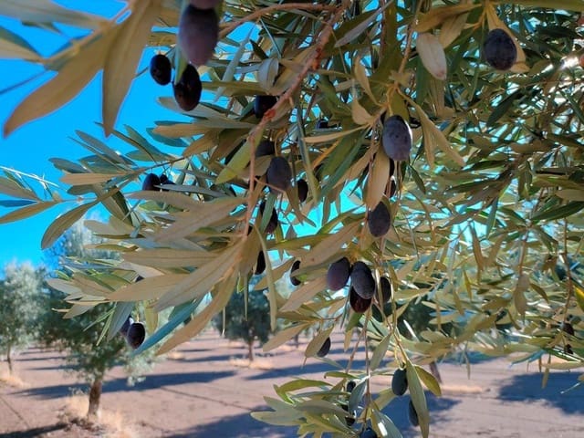 Finca/Landehus til salg i Cretas - € 55.000 (Ref: 9150230)