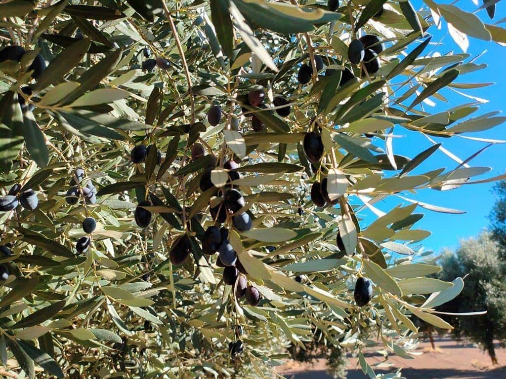 Finca/Landehus til salg i Cretas - € 55.000 (Ref: 9150230)