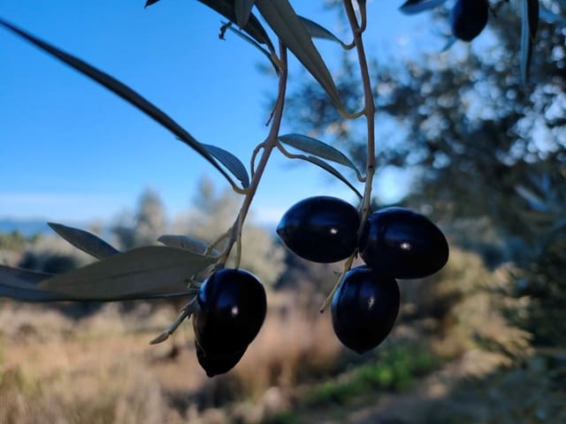 Finca/Casa Rural en La Fresneda en venta - 33.000 € (Ref: 9150233)