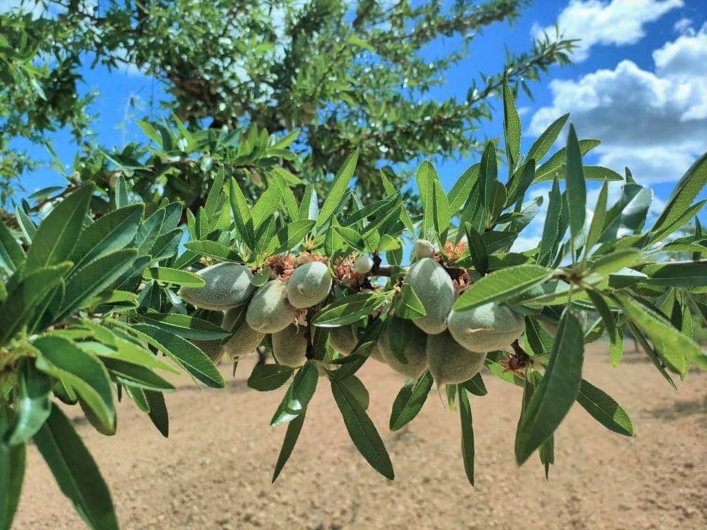 Finca/Landehus til salg i Arens de Lledo - € 30.000 (Ref: 9150243)