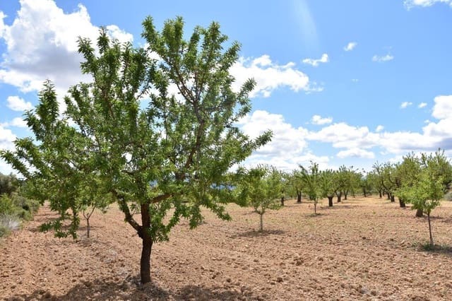 Finca/Landehus til salg i Arens de Lledó - € 30.000 (Ref: 9150243)