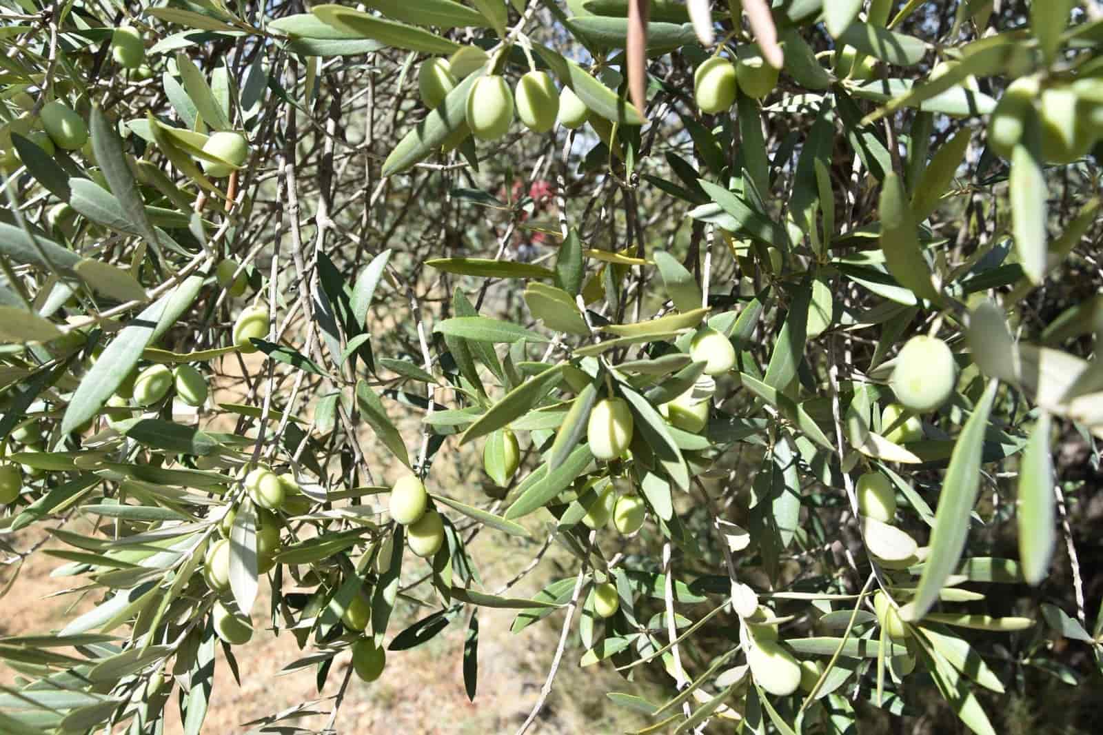 1 soveværelse Finca/Landehus til salg i La Fresneda - € 15.000 (Ref: 9150256)