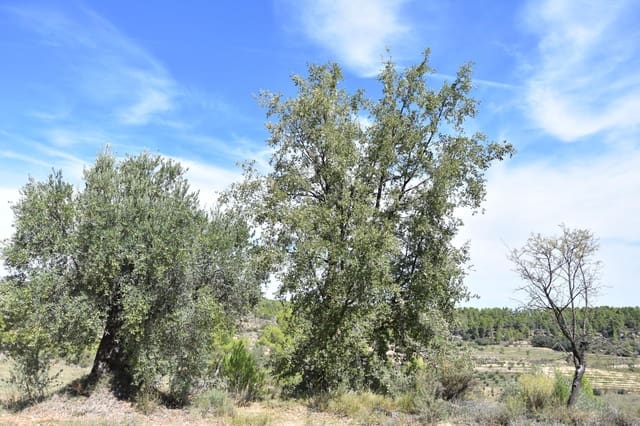 1 camera da letto Finca/Casa di Campagna in vendita in La Fresneda - 15.000 € (Rif: 9150256)