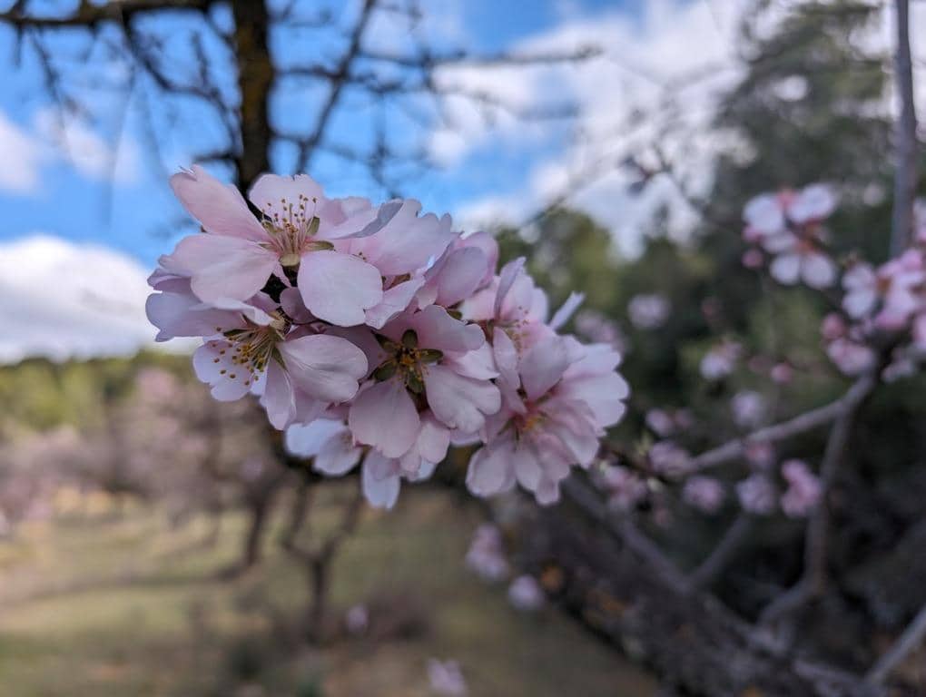 Finca/Landehus til salg i Arens de Lledo - € 17.500 (Ref: 9150267)