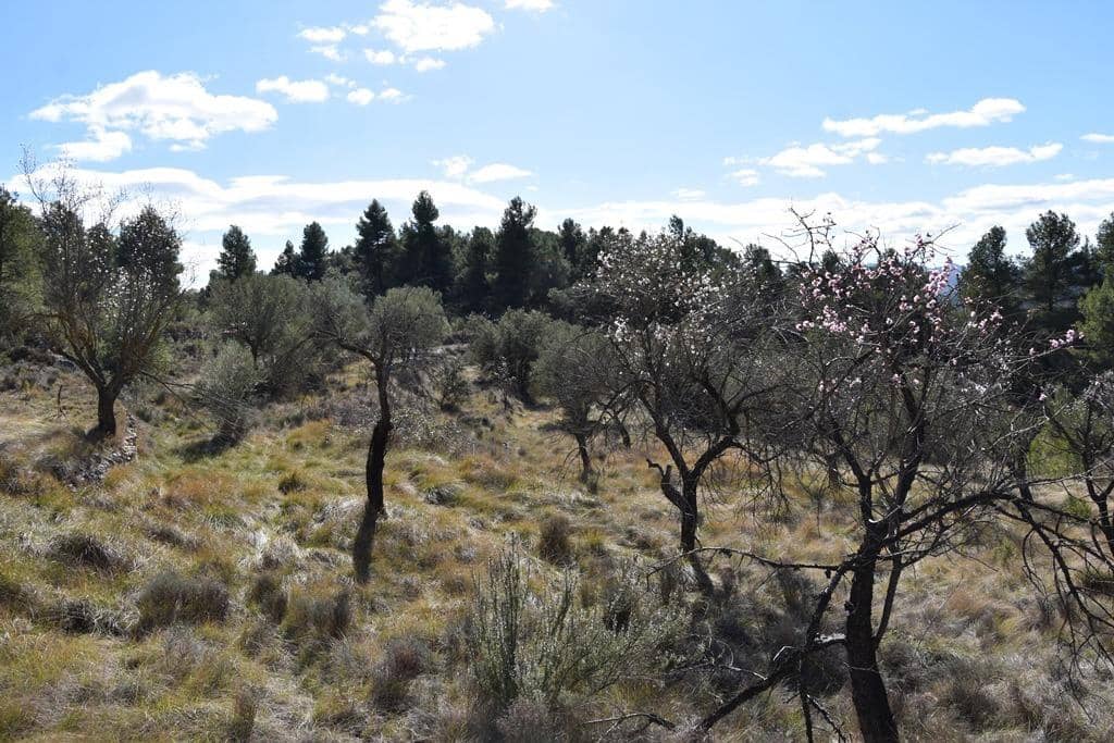 Finca/Hus på landet till salu i Fuentespalda - 9 000 € (Ref: 9150275)