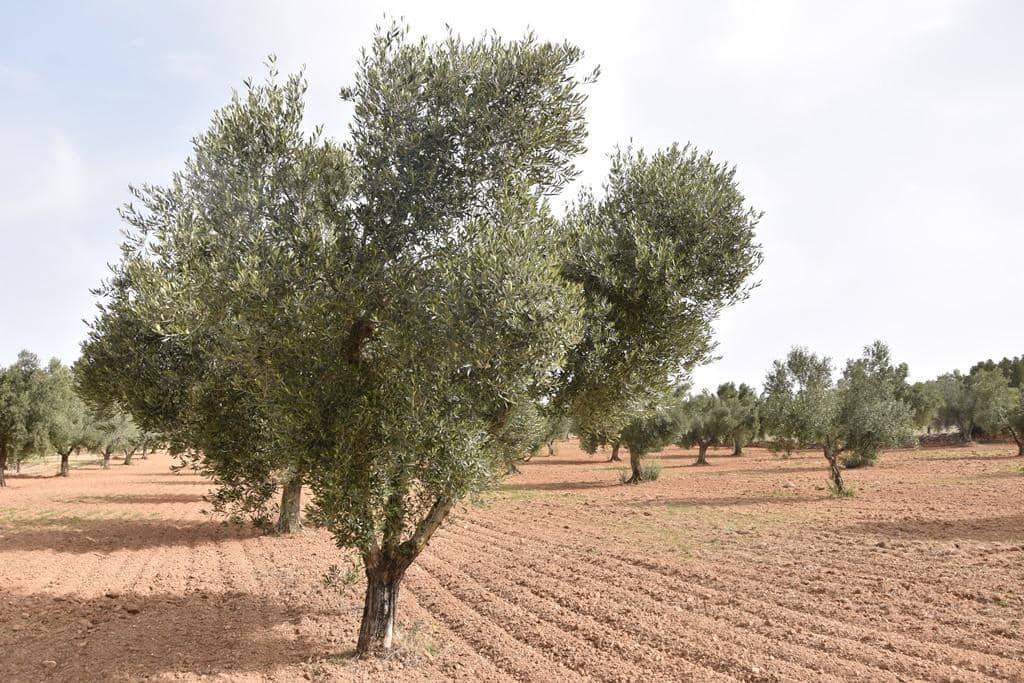 Finca/Herregård til salgs i Arens de Lledo - € 43 000 (Ref: 9150279)