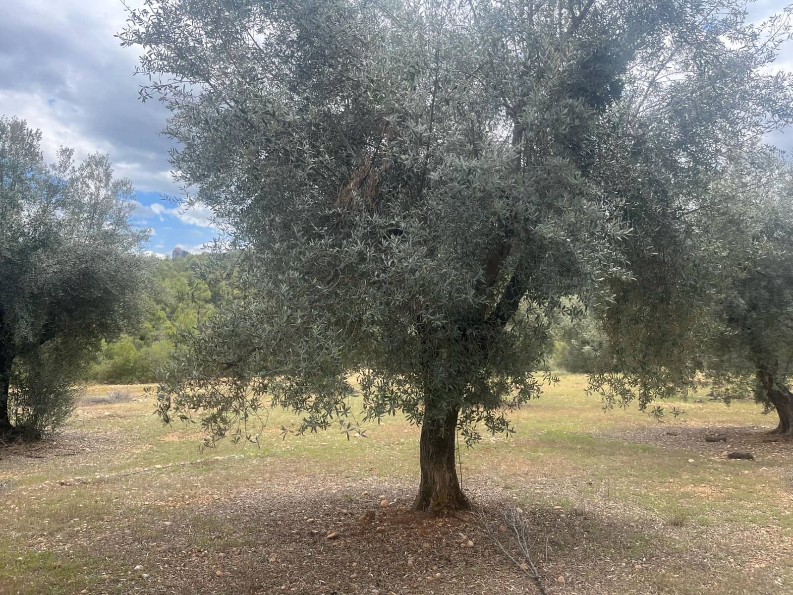 Finca/Herregård til salgs i Cretas - € 5 815 (Ref: 9150299)