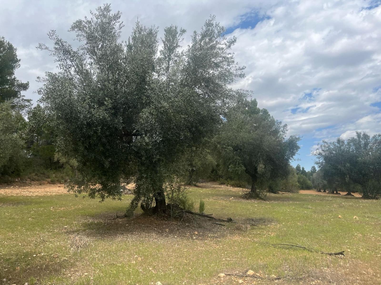 Finca/Herregård til salgs i Cretas - € 5 815 (Ref: 9150299)