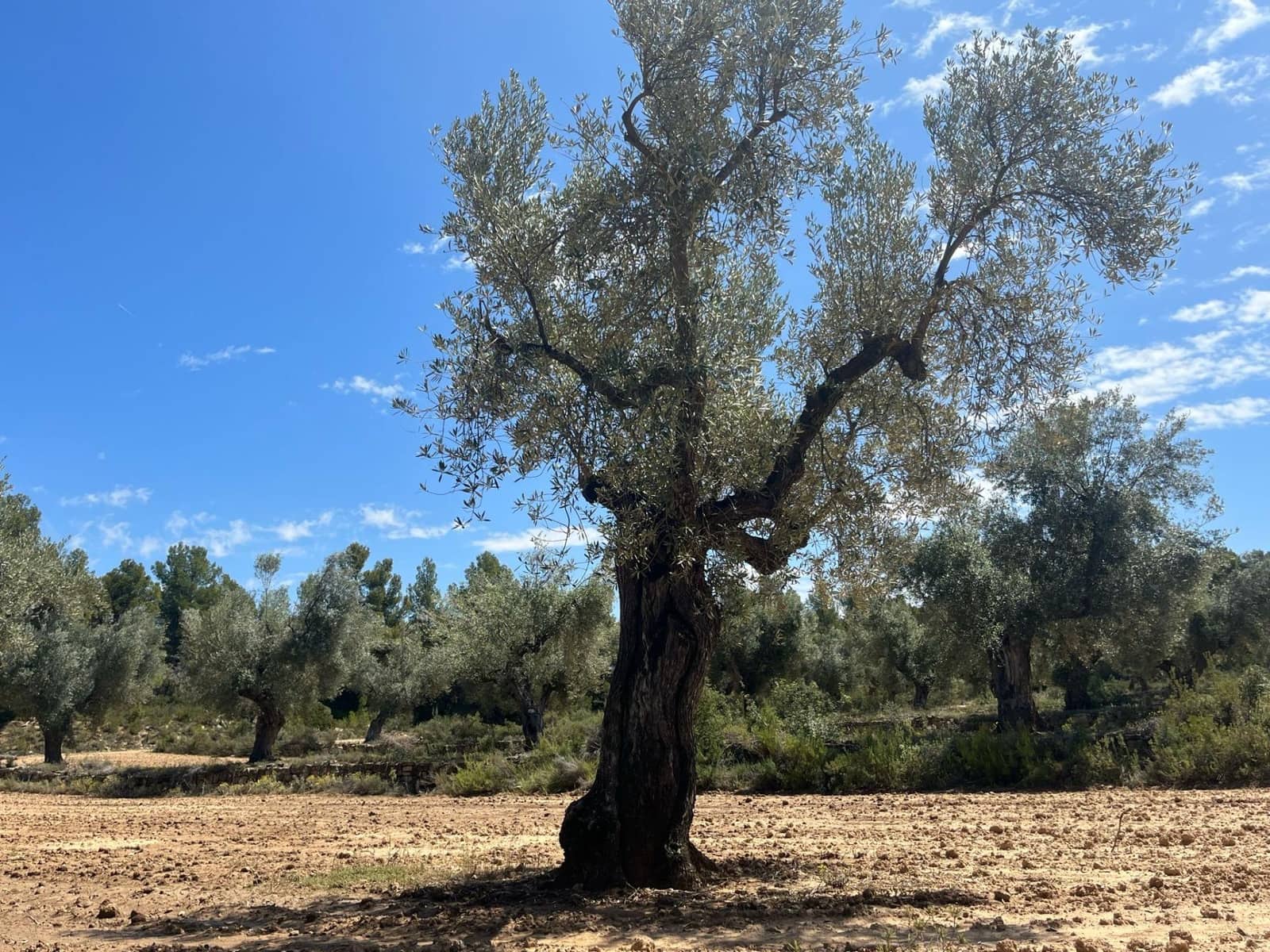 1 soveværelse Finca/Landehus til salg i Cretas - € 49.500 (Ref: 9150302)