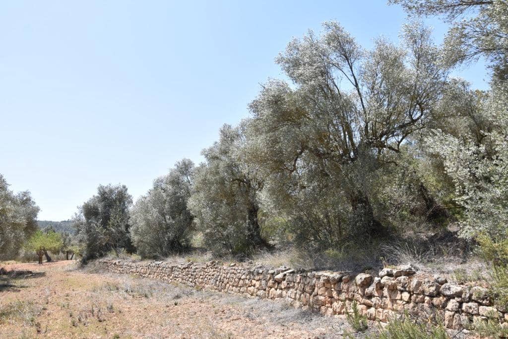 Terreno/Finca Rústica en Lledó en venta - 20.500 € (Ref: 9150315)