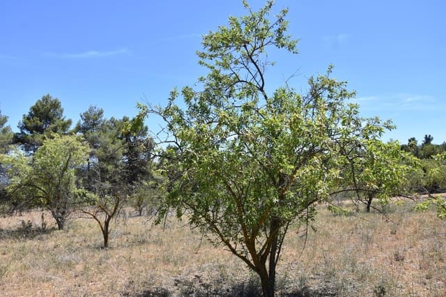 Finca/Landhuis te koop in Lledó - € 15.000 (Ref: 9150329)