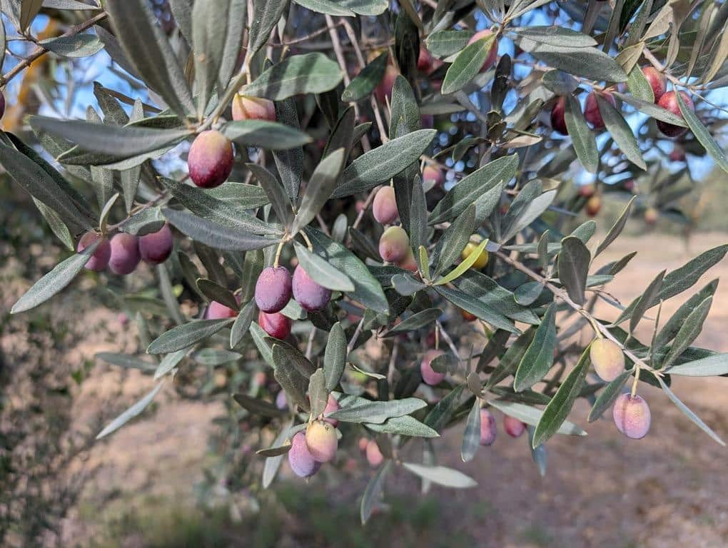 Finca/Landehus til salg i Cretas - € 115.000 (Ref: 9150342)