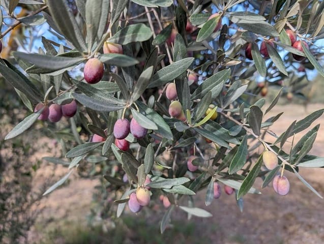 Finca/Landehus til salg i Cretas - € 115.000 (Ref: 9150342)