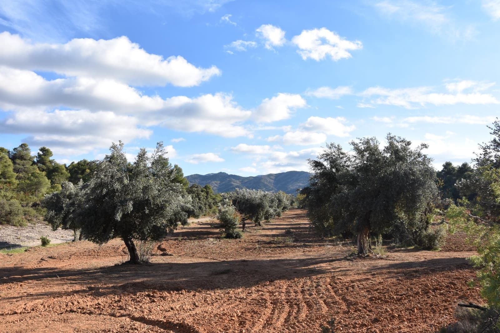 1 soveværelse Finca/Landehus til salg i Arnes - € 45.000 (Ref: 9150344)