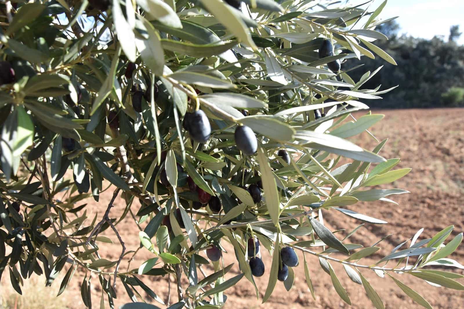 1 soveværelse Finca/Landehus til salg i Arnes - € 45.000 (Ref: 9150344)