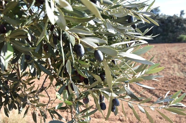 1 soveværelse Finca/Landehus til salg i Arnes - € 45.000 (Ref: 9150344)