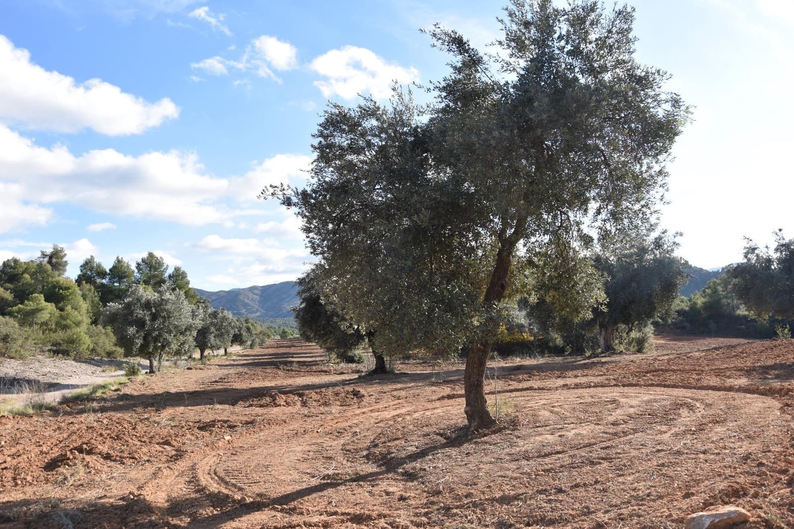 1 soveværelse Finca/Landehus til salg i Arnes - € 45.000 (Ref: 9150344)