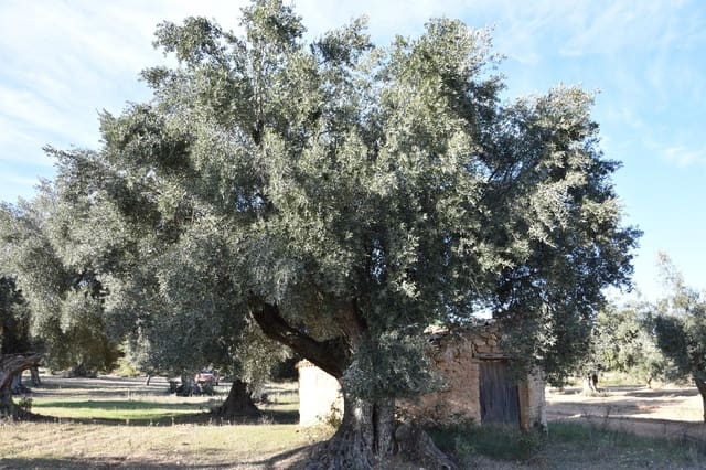 1 soveværelse Finca/Landehus til salg i Arnes - € 35.000 (Ref: 9150345)