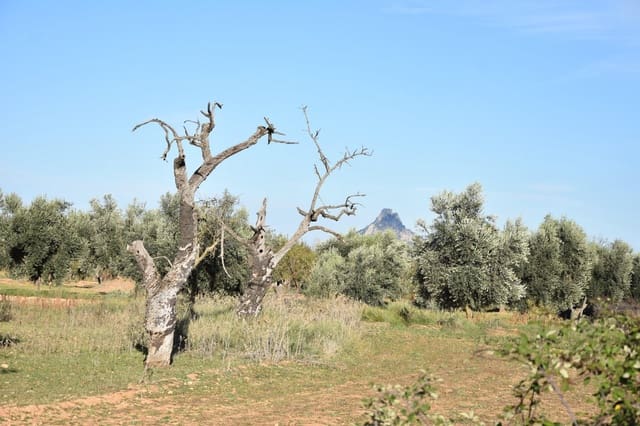 1 soveværelse Finca/Landehus til salg i Arnes - € 35.000 (Ref: 9150345)