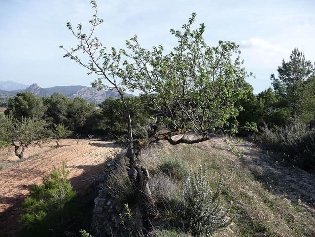 Quinta/Casa Rural para venda em Bot - 21 500 € (Ref: 9150357)