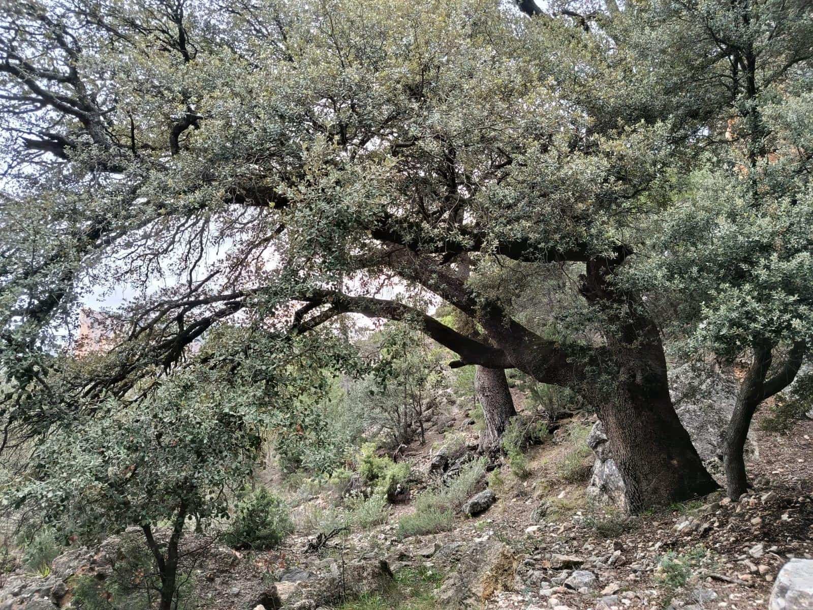 Finca/Landehus til salg i Penarroya de Tastavins - € 256.000 (Ref: 9150378)