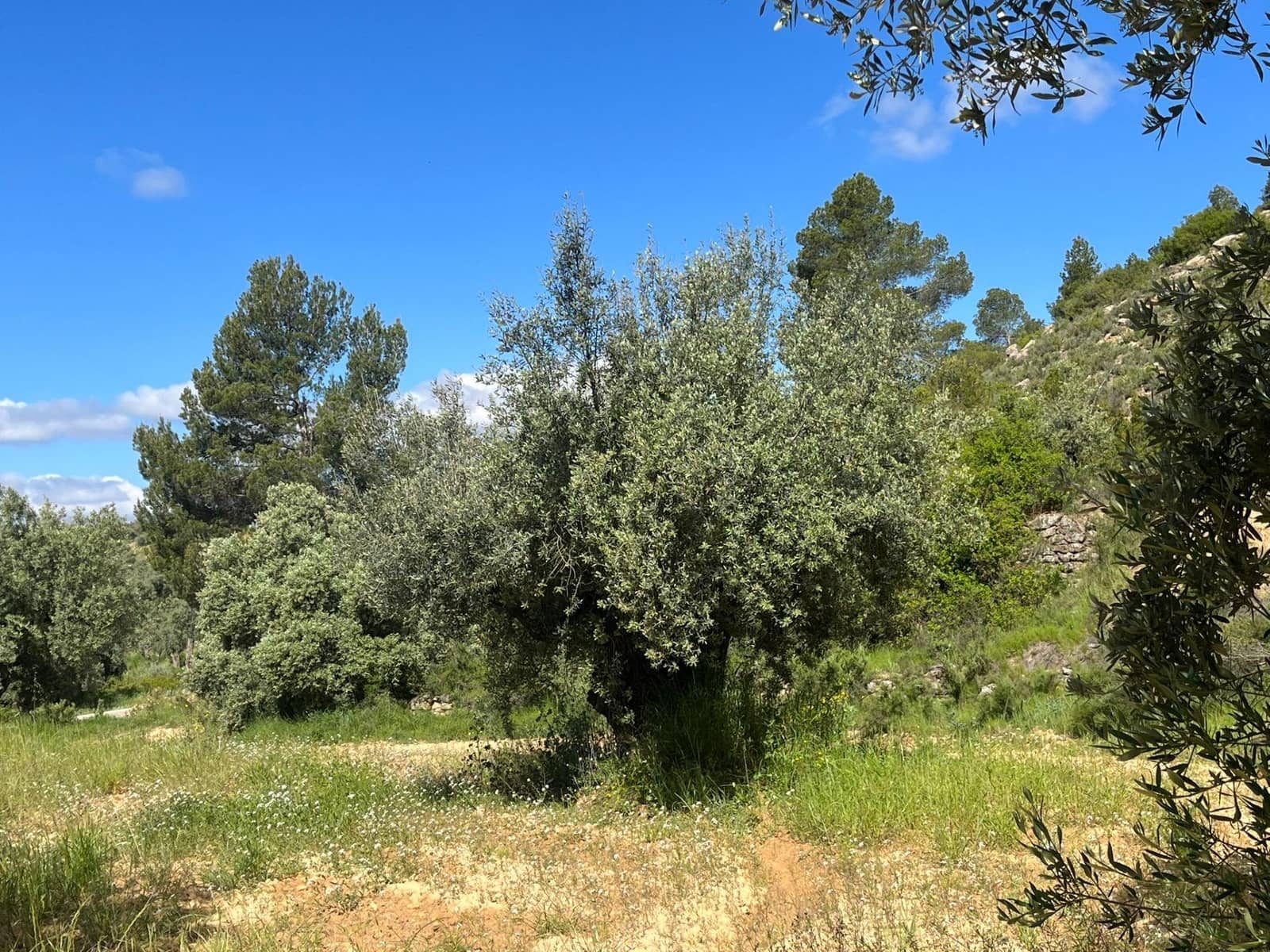 Finca/Landehus til salg i La Fresneda - € 6.000 (Ref: 9150385)