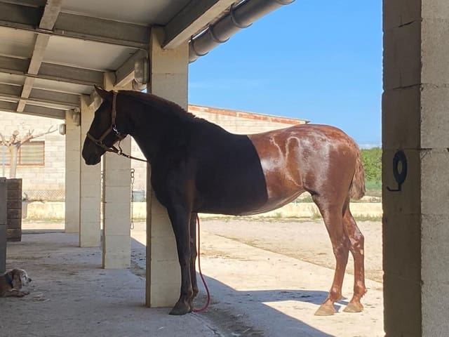 1 quarto Quinta/Casa Rural para venda em Cretas - 450 000 € (Ref: 9150389)