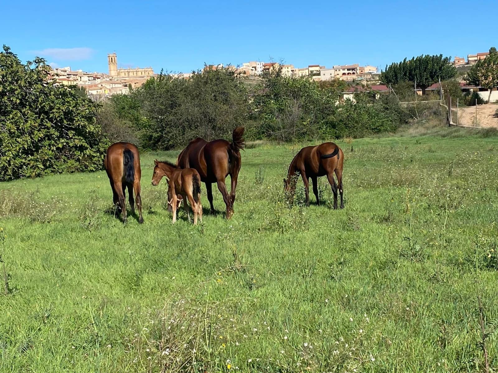 1 soveværelse Finca/Landehus til salg i Cretas - € 450.000 (Ref: 9150389)