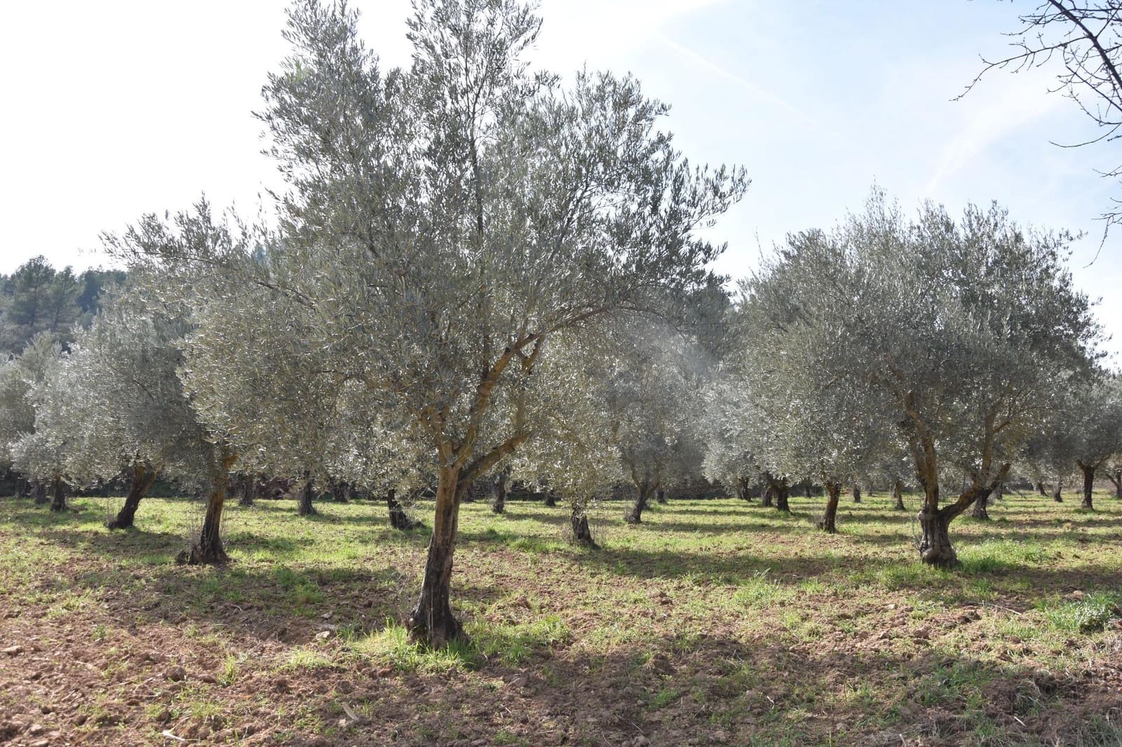 Finca/Casa Rural en La Fresneda en venta - 30.000 € (Ref: 9150390)