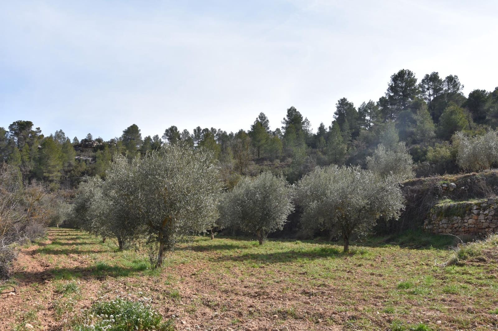 Finca/Casa Rural en La Fresneda en venta - 30.000 € (Ref: 9150390)