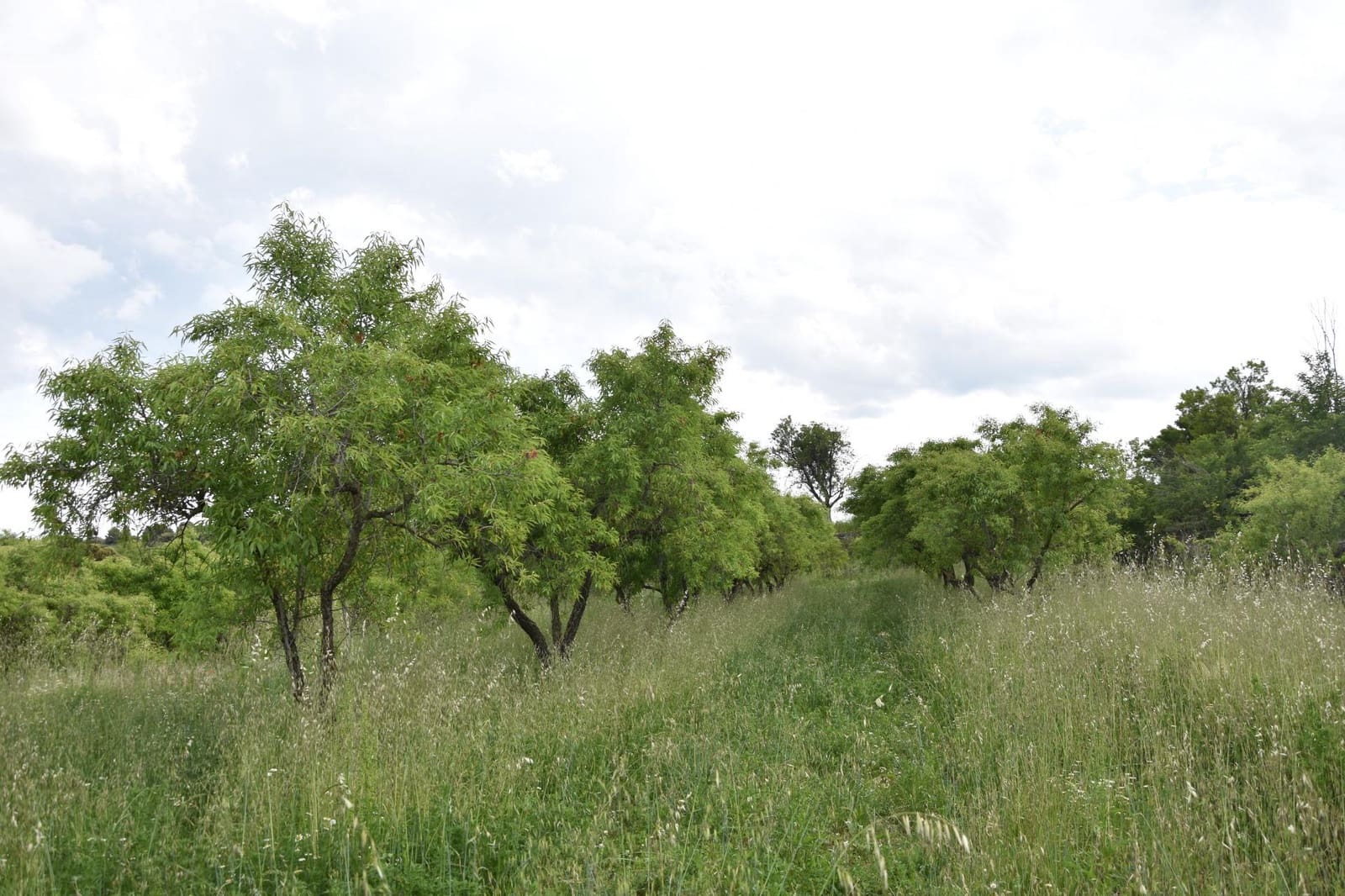 Finca/Landehus til salg i Monroyo - € 5.000 (Ref: 9150391)