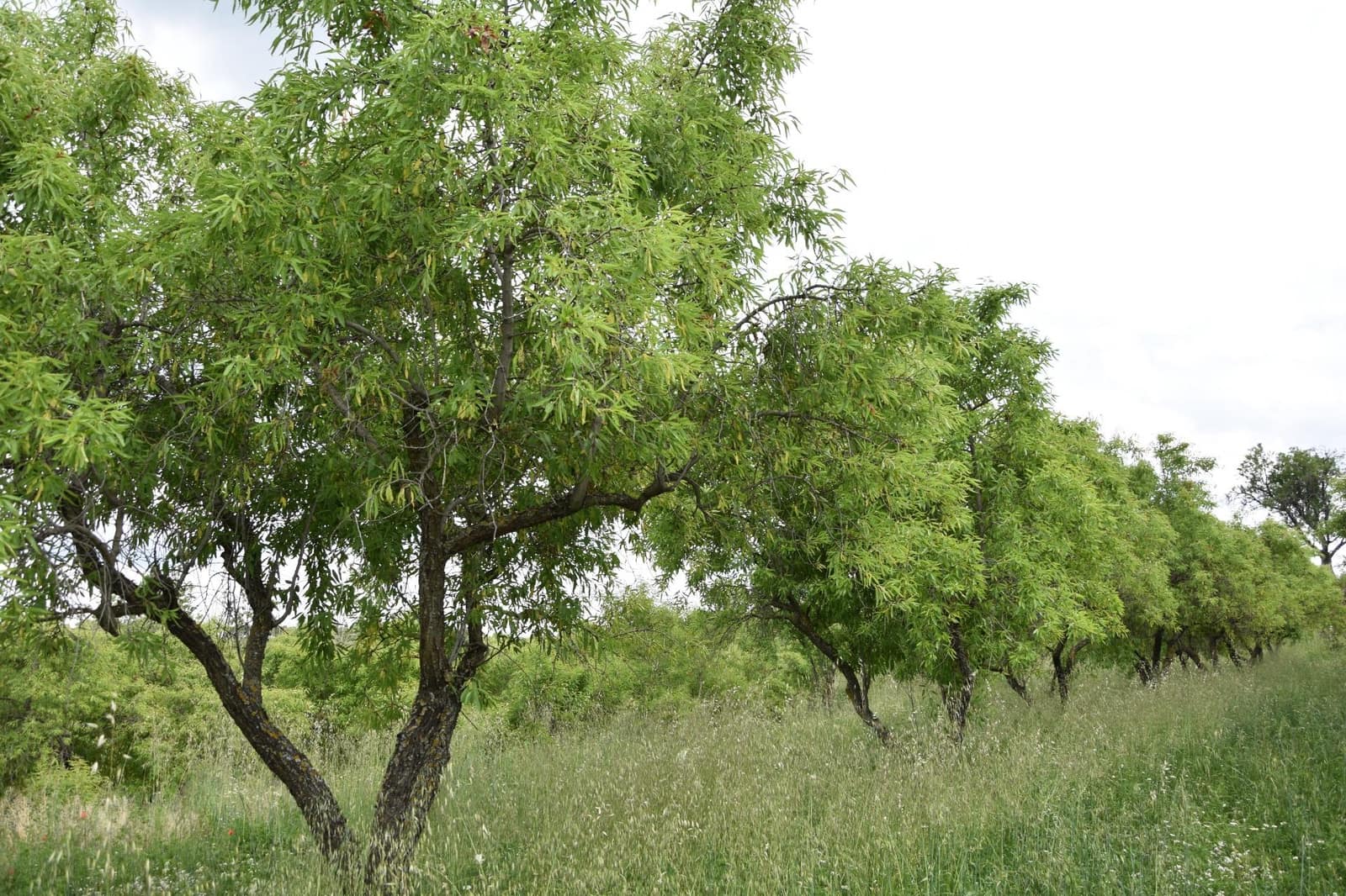 Finca/Landehus til salg i Monroyo - € 5.000 (Ref: 9150391)