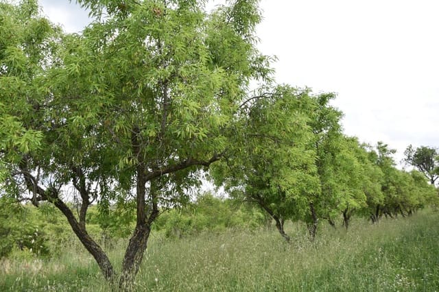 Finca/Herregård til salgs i Monroyo - € 5 000 (Ref: 9150391)