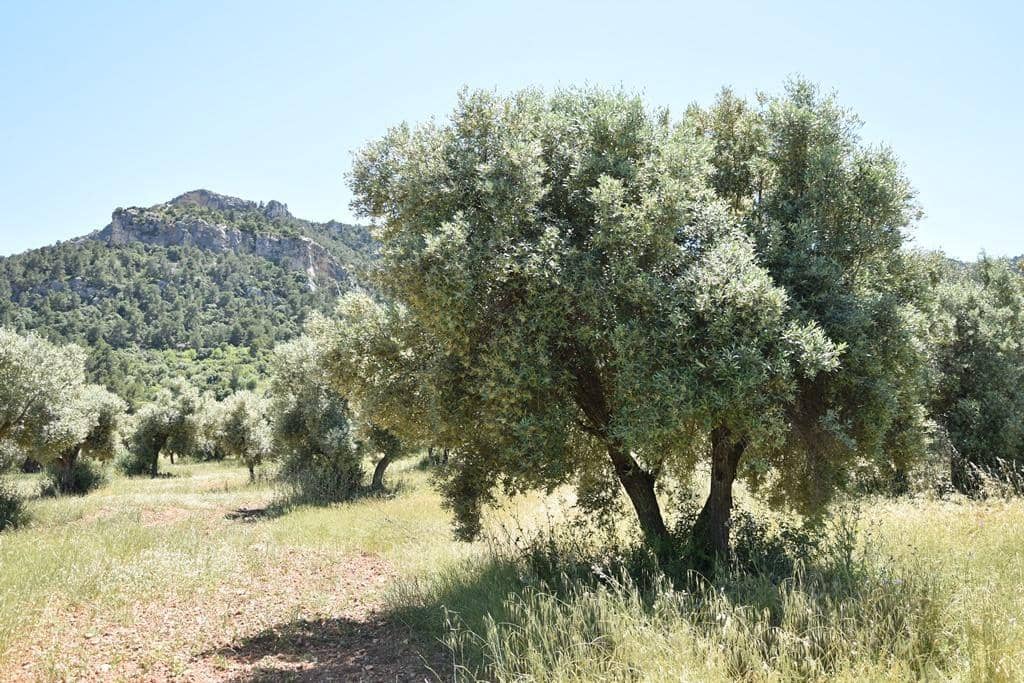 1 soverom Finca/Herregård til salgs i Valderrobres - € 20 000 (Ref: 9150405)