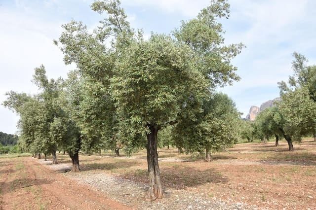 Finca/Landehus til salg i Horta de Sant Joan - € 150.000 (Ref: 9150408)