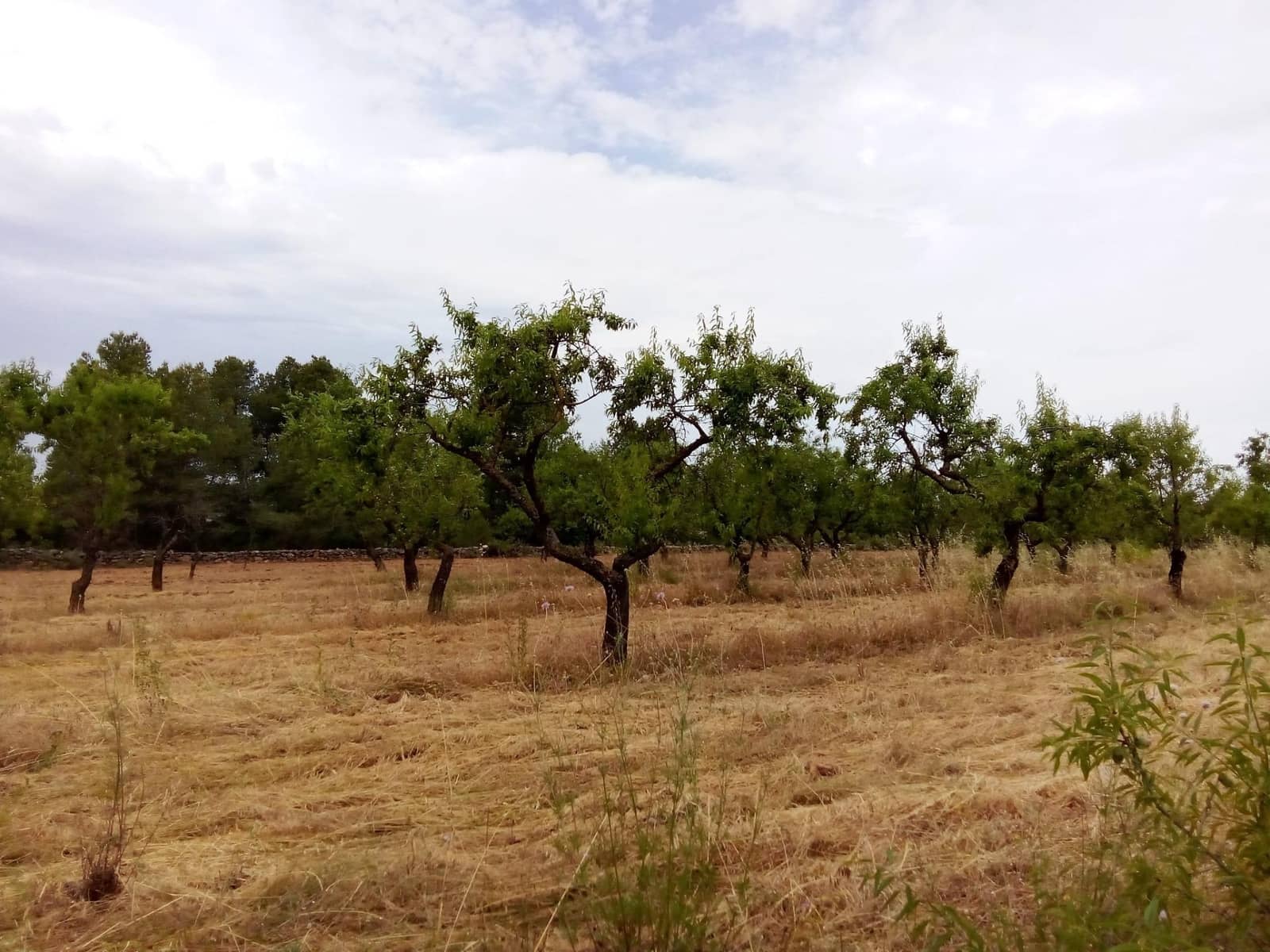 Finca/Landehus til salg i Arens de Lledo - € 23.000 (Ref: 9150412)