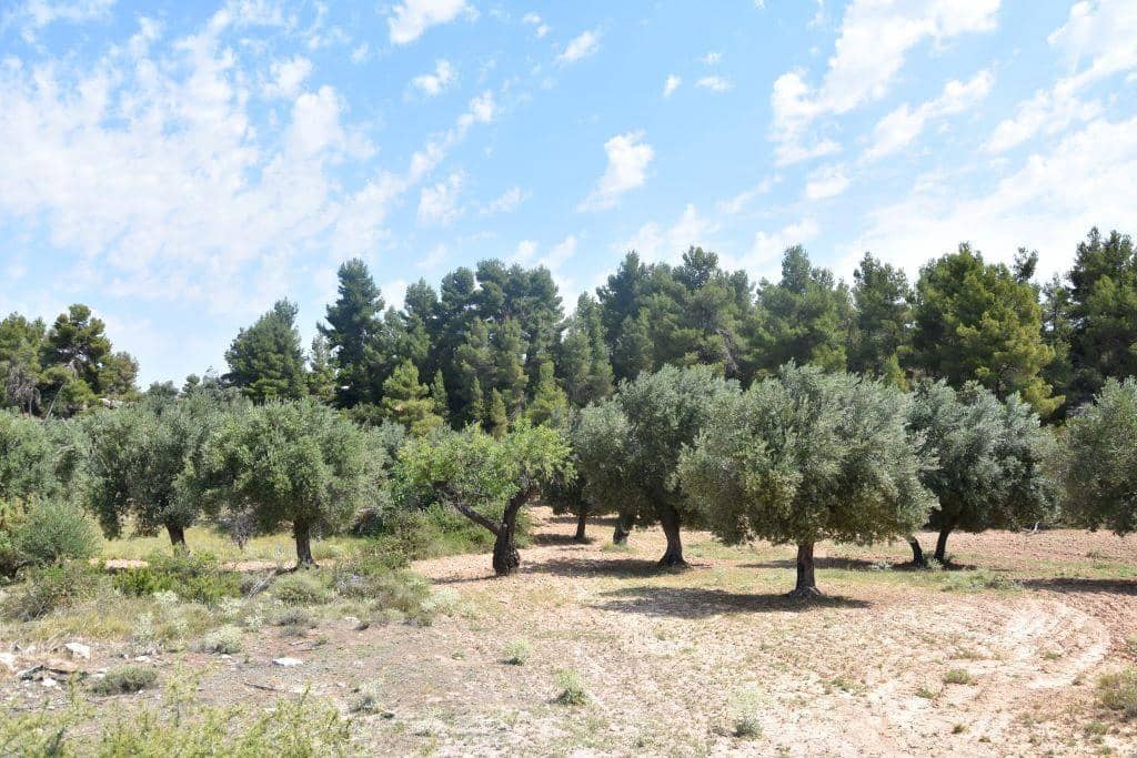 1 soveværelse Finca/Landehus til salg i Cretas - € 46.500 (Ref: 9150421)