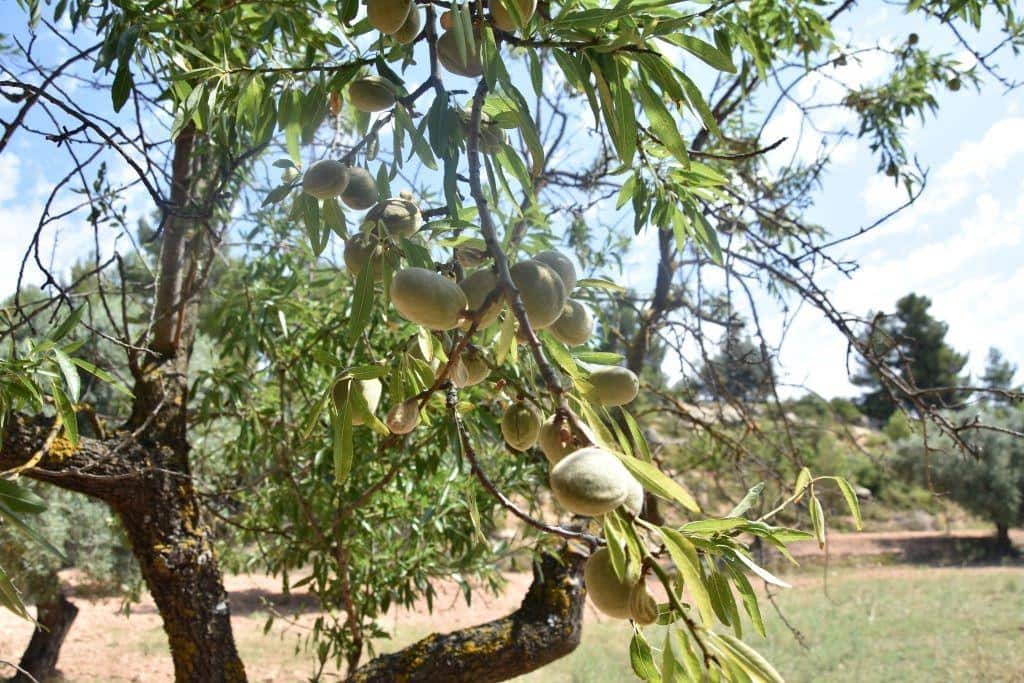 1 soveværelse Finca/Landehus til salg i Cretas - € 46.500 (Ref: 9150421)