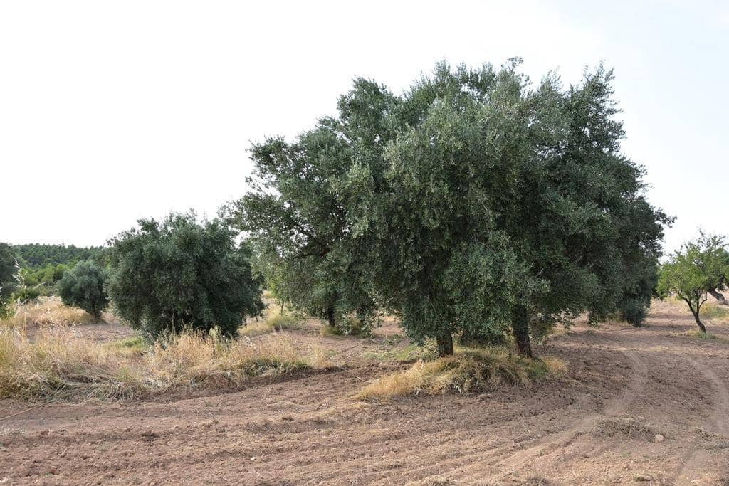 Finca/Casa Rural de 1 habitación en La Fresneda en venta - 14.500 € (Ref: 9240233)