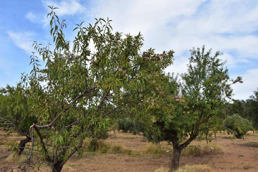 Finca/Casa Rural de 1 habitación en La Fresneda en venta - 14.500 € (Ref: 9240233)