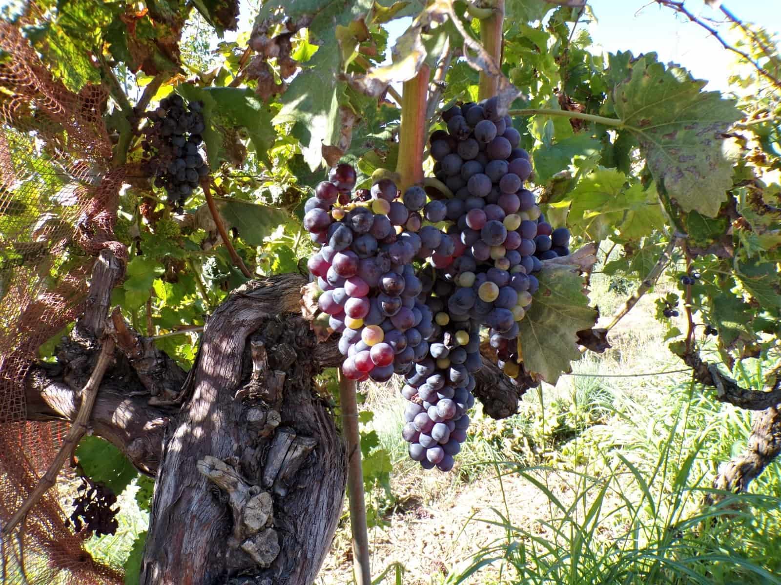 1 quarto Quinta/Casa Rural para venda em Torre del Compte - 29 000 € (Ref: 9257522)