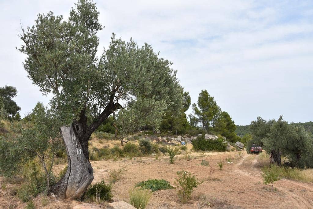 Finca/Casa Rural en La Fresneda en venta - 8.500 € (Ref: 9338462)