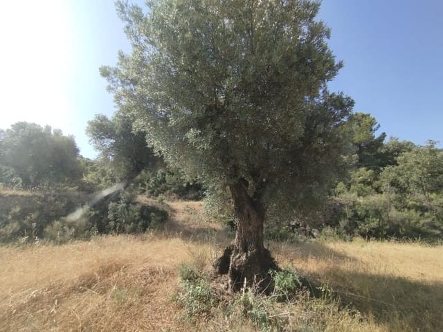 1 slaapkamer Finca/Landhuis te koop in Calaceite - € 30.000 (Ref: 9349402)