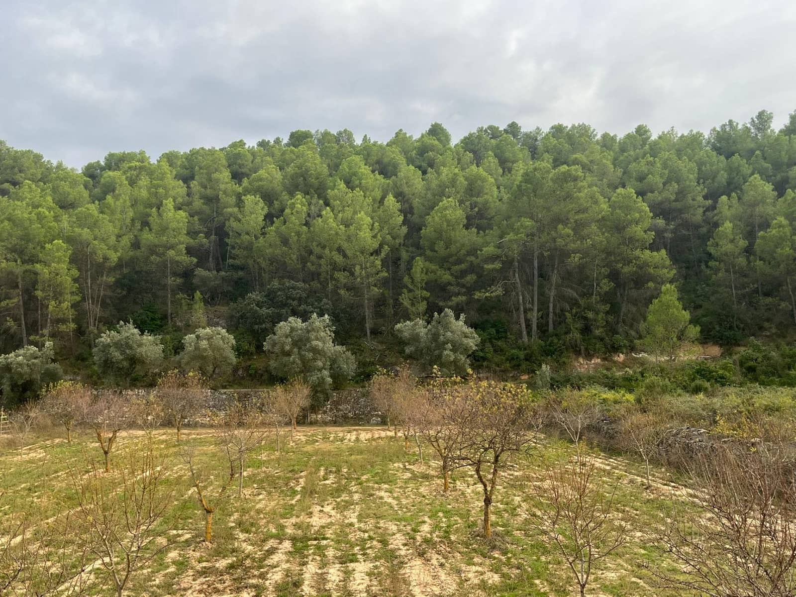 Finca/Landgut zu verkaufen in Arens de Lledo - 16.500 € (Ref: 9353473)