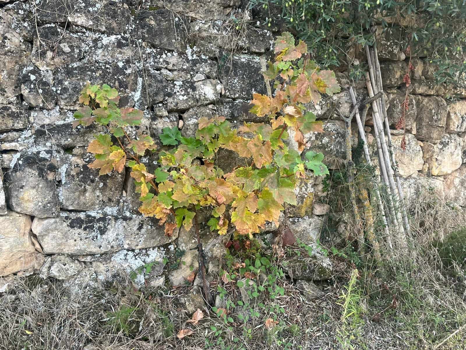 Finca/Landgut zu verkaufen in Arens de Lledo - 16.500 € (Ref: 9353473)