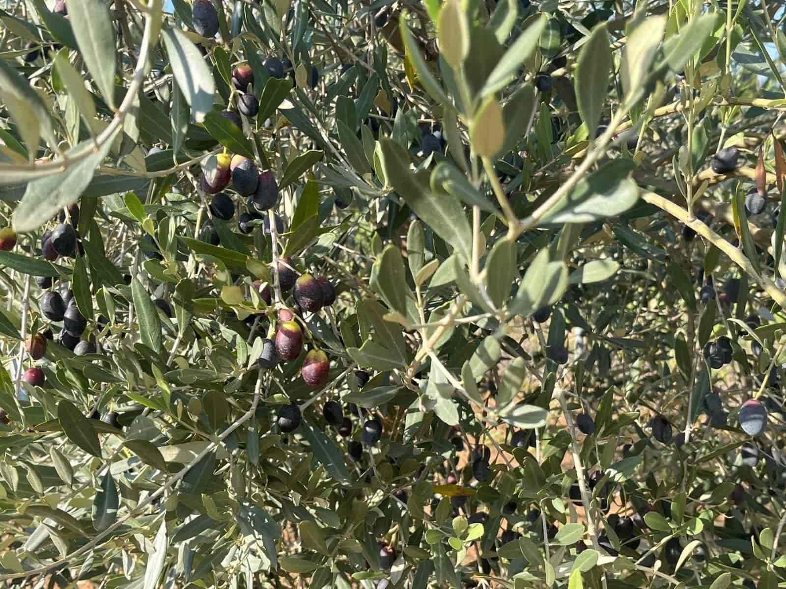 1 sovrum Finca/Hus på landet till salu i Torre del Compte - 34 000 € (Ref: 9367382)