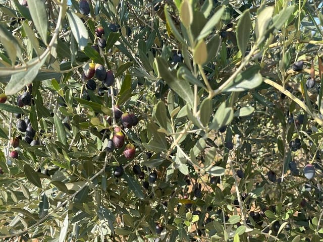 1 bedroom Finca/Country House for sale in Torre del Compte - € 34,000 (Ref: 9367382)