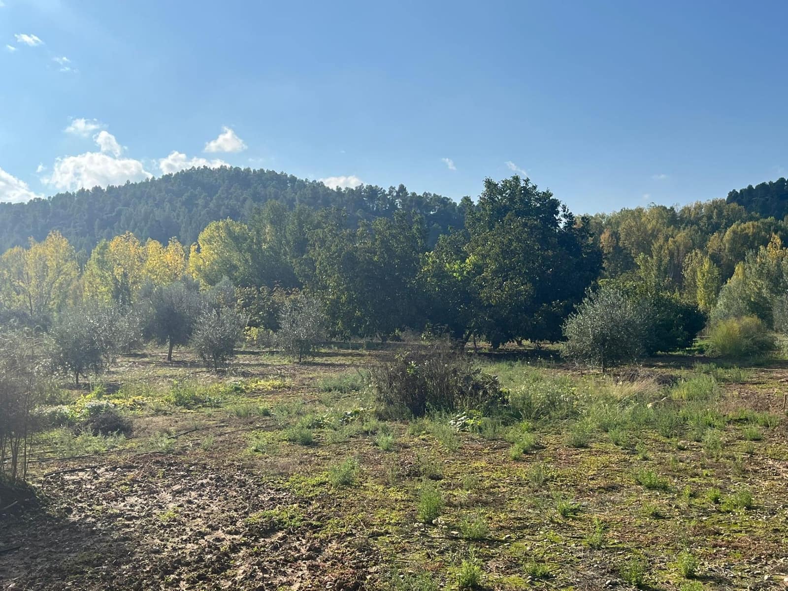 1 sovrum Finca/Hus på landet till salu i Torre del Compte - 34 000 € (Ref: 9367382)