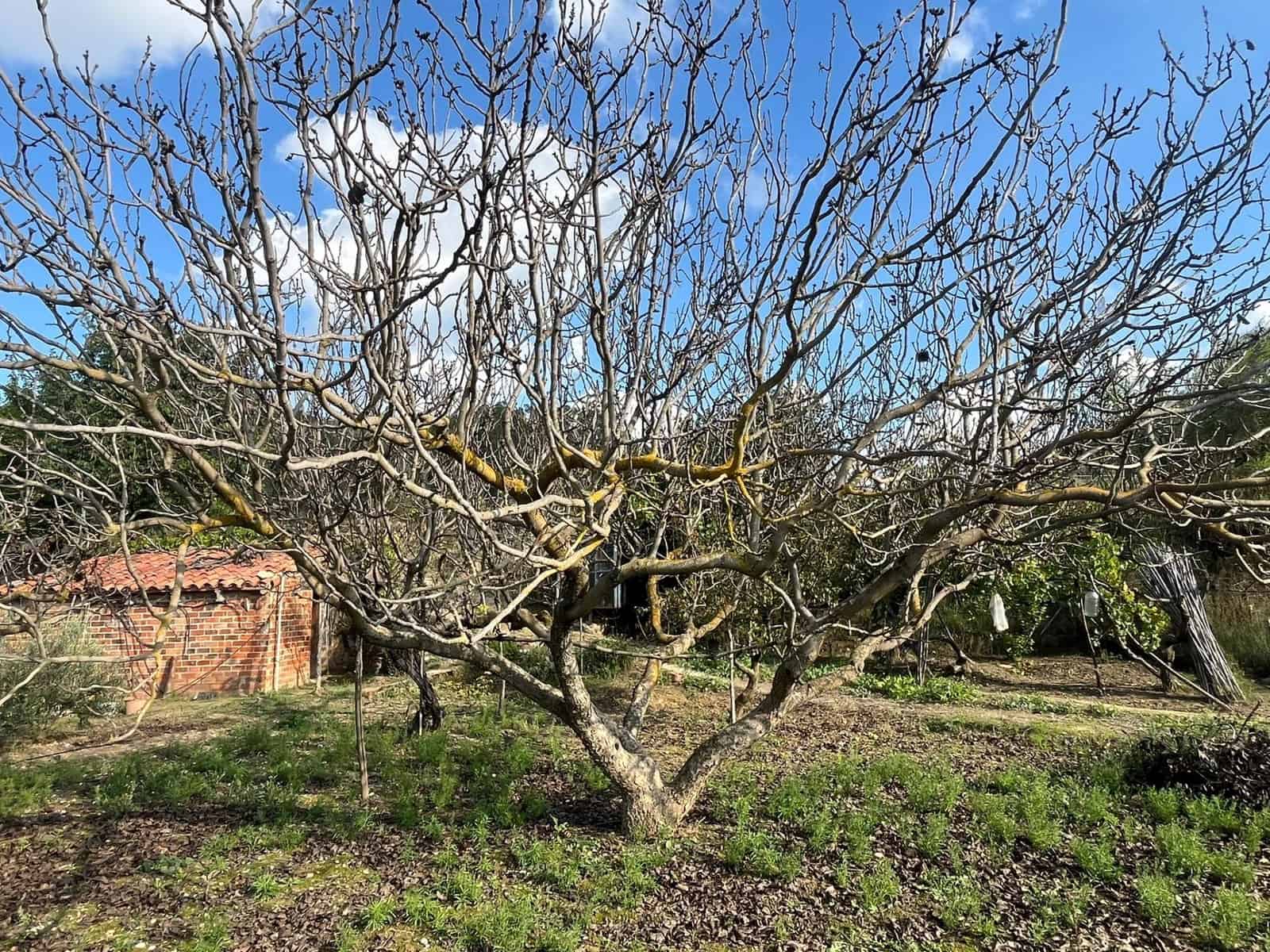 1 sovrum Finca/Hus på landet till salu i Torre del Compte - 34 000 € (Ref: 9367382)